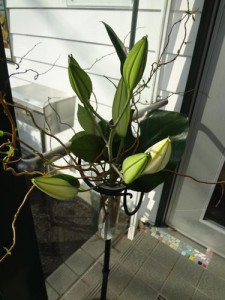 15.4.19.玄関